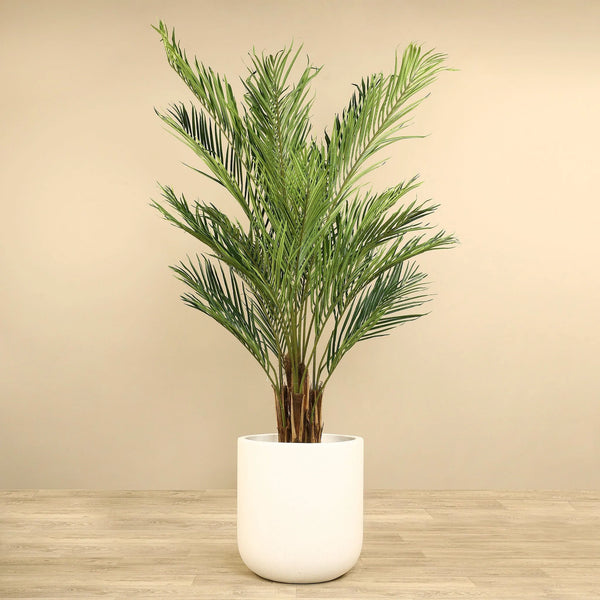 Artificial Palm Tree <br> 210cm - Bloomr