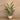 Trees-Artificial Strelitzia Palm <br> 185cm (Discontinued)-Bloomr