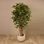 Ficus Retusa Tree - Bloomr