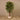 Trees-Ficus Retusa Tree 180cm-Bloomr