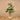 Trees-Fiddle Tree 180cm-Bloomr