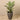 Trees-Kentia Palm <br> 120cm-Bloomr