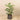 Trees-Kentia Palm <br> 120cm-Bloomr