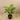 Trees-Artificial Monstera Tree <br> 100cm-Bloomr