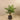 Trees-Artificial Paradise Palm <br> 120cm-Bloomr